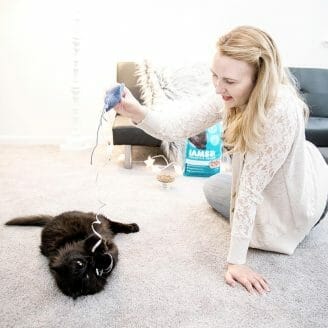 cat playing with toy before going to pet boarding facility