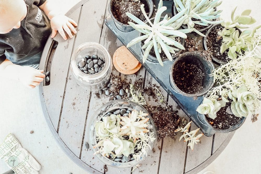 baby and succulent garden for indoor plant use