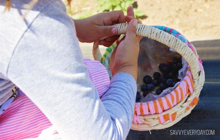 blueberry basket