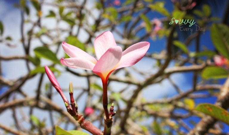 Na ‘Āina Kai: Secret Garden of Kaua’i