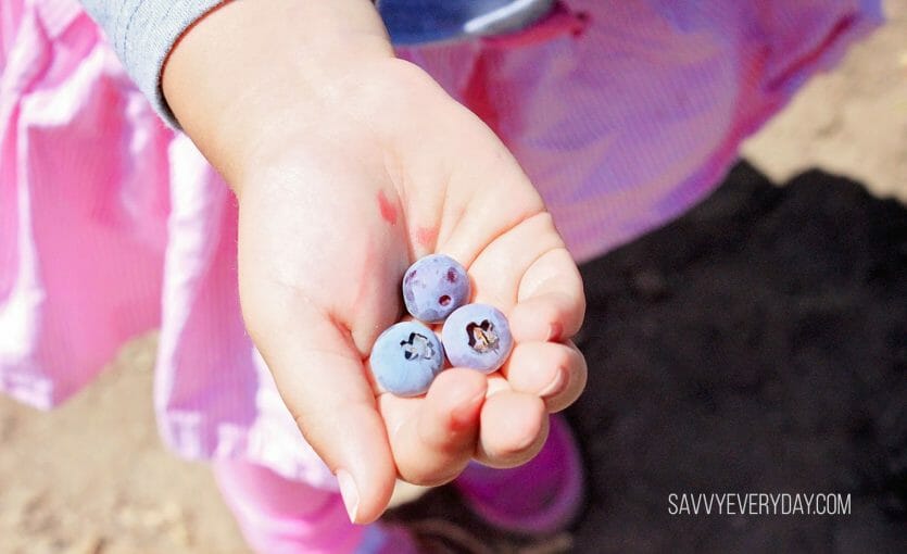 handful of blueberries