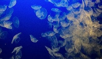 jelly fish