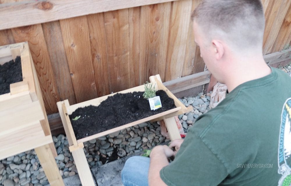 planting in the garden