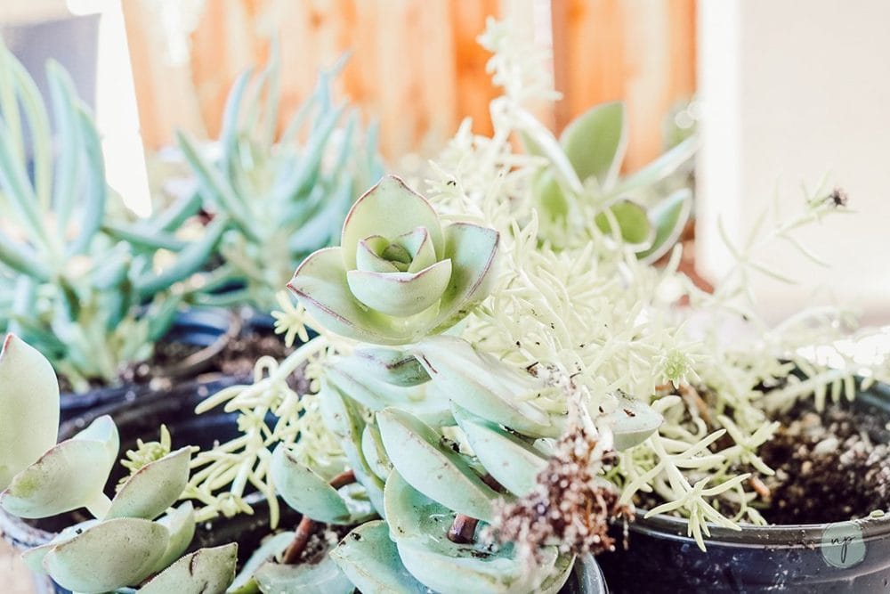 great indoor plants- succulents